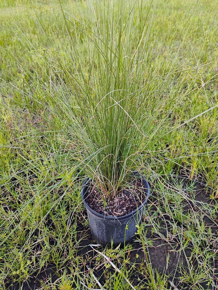 muhlenbergia-capillaris-gulf-coast-muhly-grass-hair-awn-muhly-pink-muhly-grass