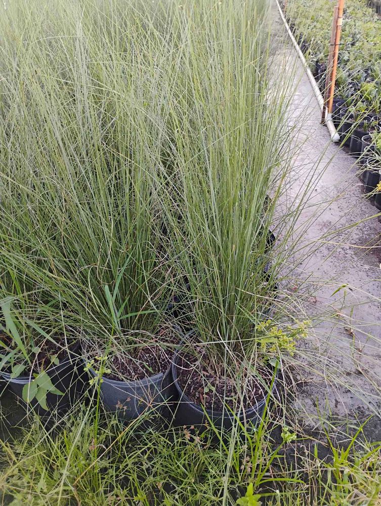 muhlenbergia-capillaris-gulf-coast-muhly-grass-hair-awn-muhly-pink-muhly-grass