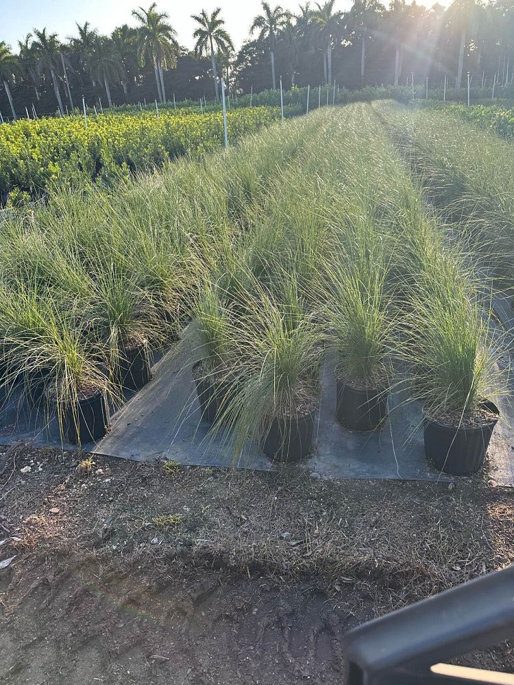 muhlenbergia-capillaris-gulf-coast-muhly-grass-hair-awn-muhly-pink-muhly-grass