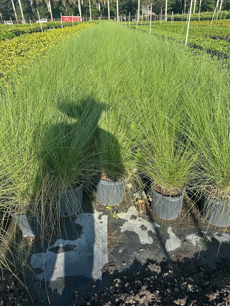 muhlenbergia-capillaris-gulf-coast-muhly-grass-hair-awn-muhly-pink-muhly-grass