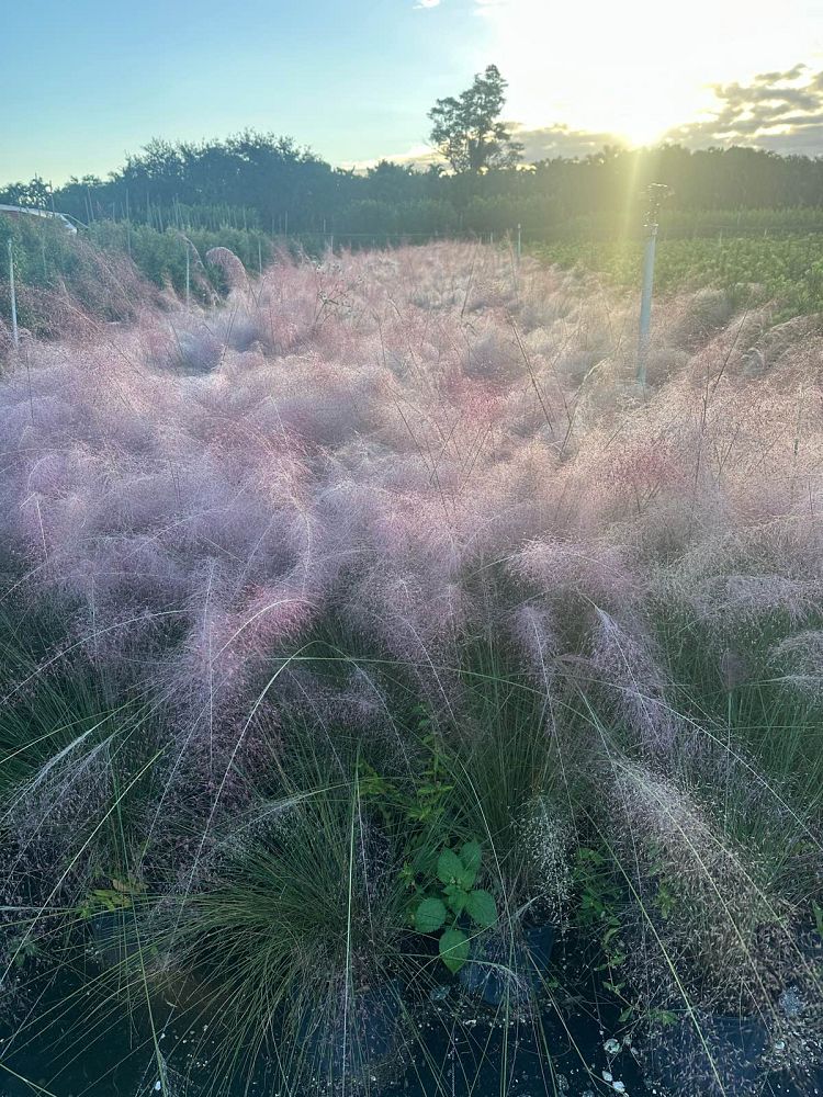 muhlenbergia-capillaris-gulf-coast-muhly-grass-hair-awn-muhly-pink-muhly-grass