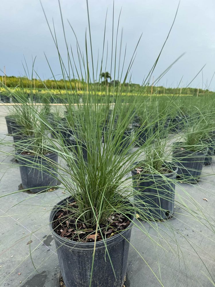 muhlenbergia-capillaris-gulf-coast-muhly-grass-hair-awn-muhly-pink-muhly-grass