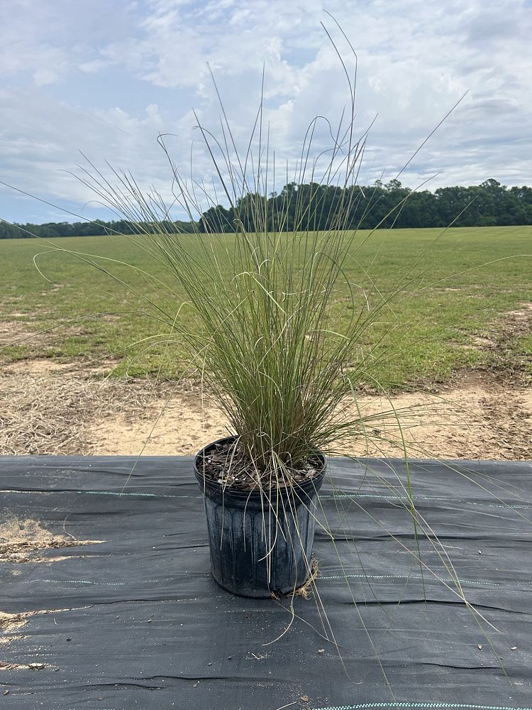 muhlenbergia-capillaris-gulf-coast-muhly-grass-hair-awn-muhly-pink-muhly-grass