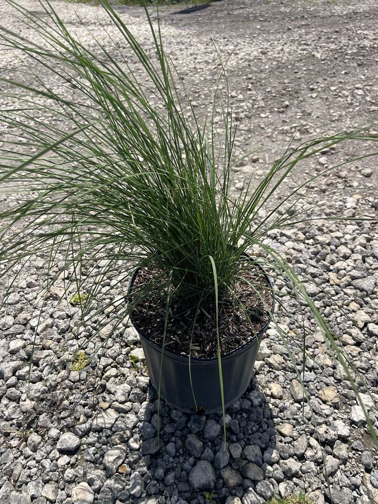 muhlenbergia-capillaris-gulf-coast-muhly-grass-hair-awn-muhly-pink-muhly-grass