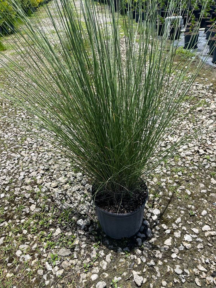 muhlenbergia-capillaris-gulf-coast-muhly-grass-hair-awn-muhly-pink-muhly-grass