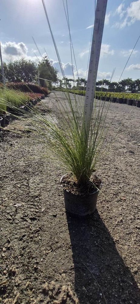 muhlenbergia-capillaris-gulf-coast-muhly-grass-hair-awn-muhly-pink-muhly-grass