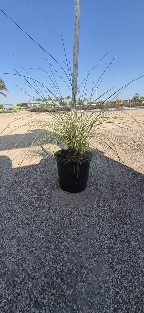 muhlenbergia-capillaris-gulf-coast-muhly-grass-hair-awn-muhly-pink-muhly-grass