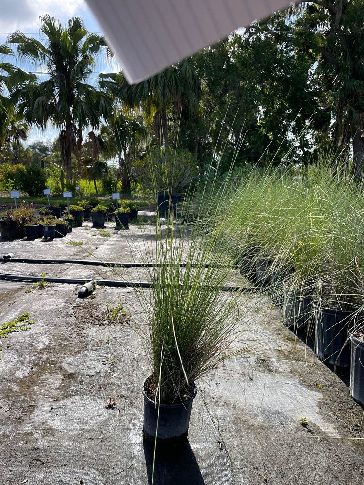 muhlenbergia-capillaris-gulf-coast-muhly-grass-hair-awn-muhly-pink-muhly-grass