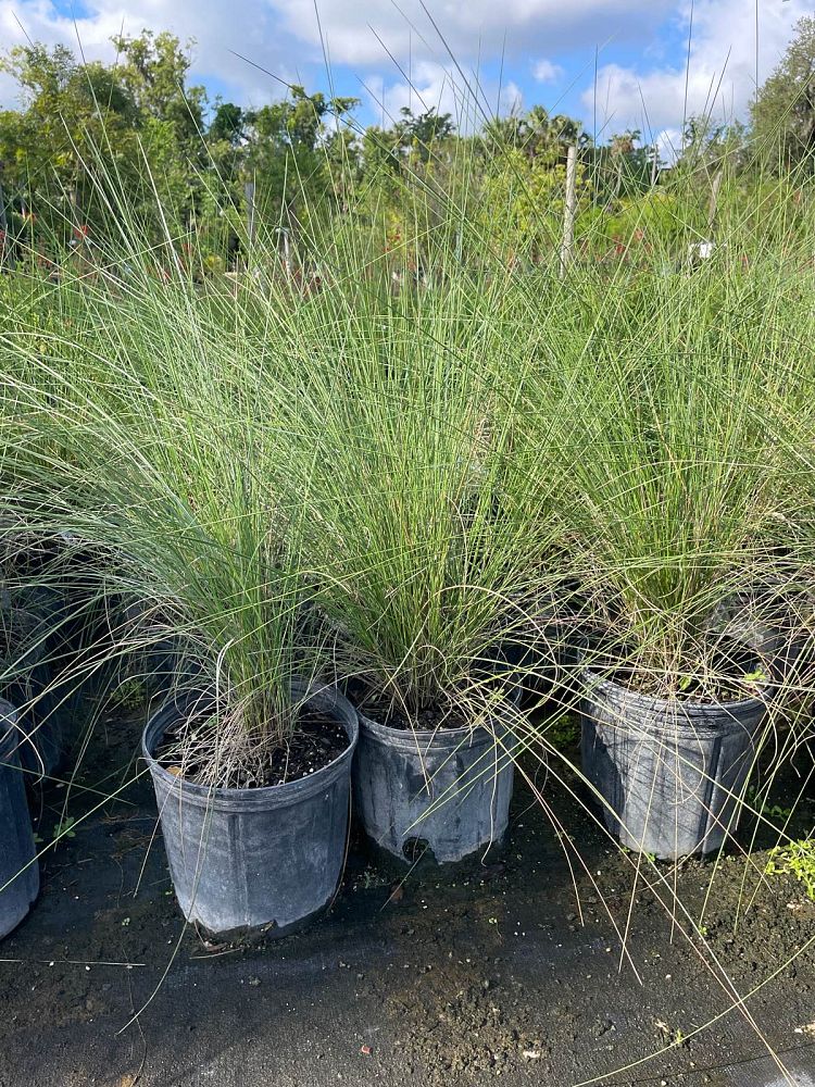 muhlenbergia-capillaris-gulf-coast-muhly-grass-hair-awn-muhly-pink-muhly-grass