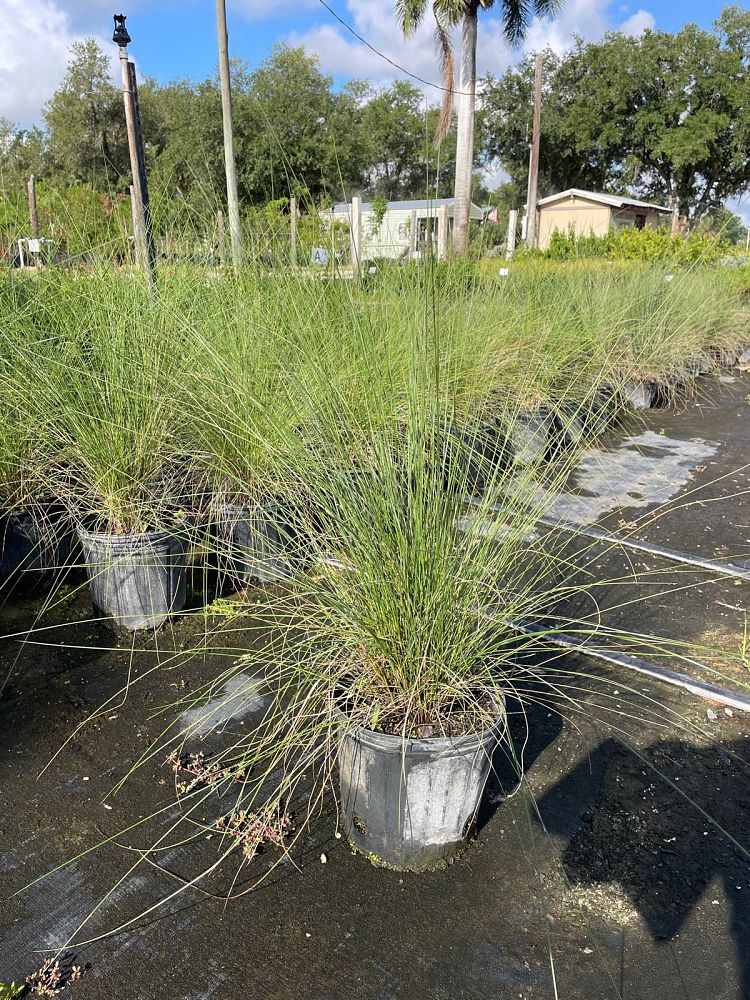 muhlenbergia-capillaris-gulf-coast-muhly-grass-hair-awn-muhly-pink-muhly-grass