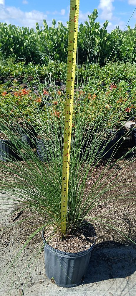 muhlenbergia-capillaris-gulf-coast-muhly-grass-hair-awn-muhly-pink-muhly-grass