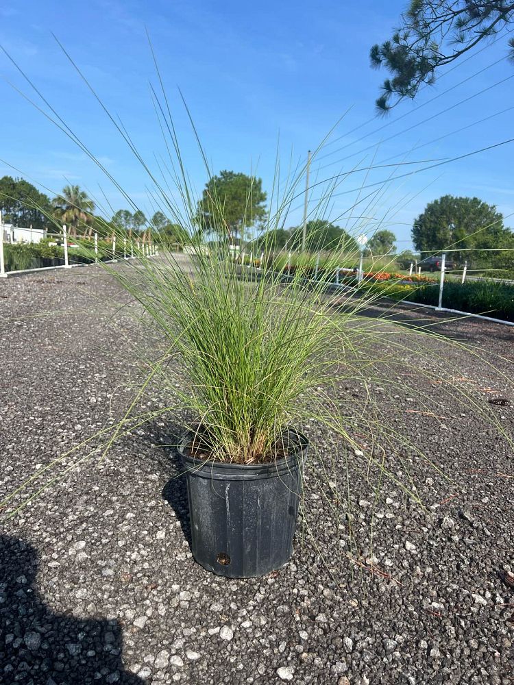 muhlenbergia-capillaris-gulf-coast-muhly-grass-hair-awn-muhly-pink-muhly-grass