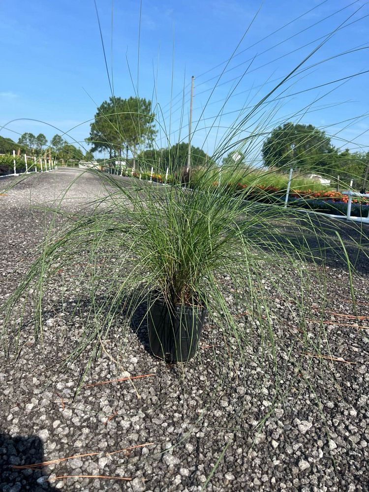 muhlenbergia-capillaris-gulf-coast-muhly-grass-hair-awn-muhly-pink-muhly-grass