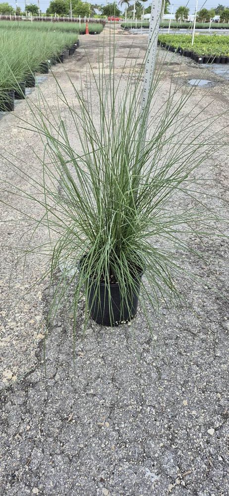 muhlenbergia-capillaris-gulf-coast-muhly-grass-hair-awn-muhly-pink-muhly-grass