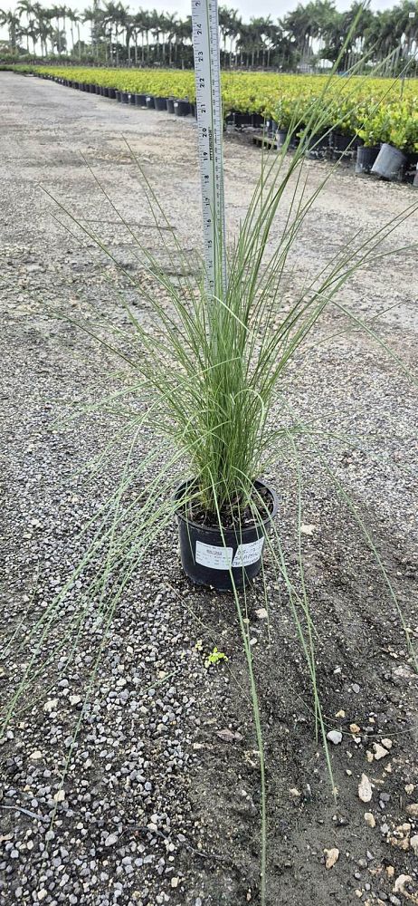 muhlenbergia-capillaris-gulf-coast-muhly-grass-hair-awn-muhly-pink-muhly-grass
