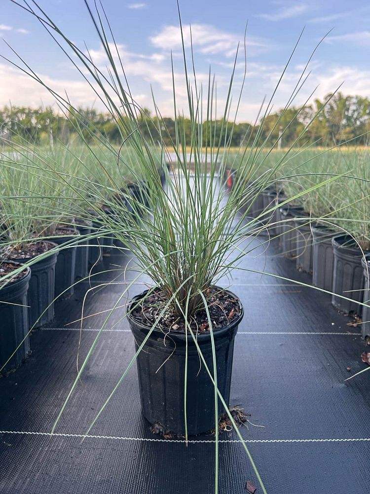 muhlenbergia-capillaris-gulf-coast-muhly-grass-hair-awn-muhly-pink-muhly-grass