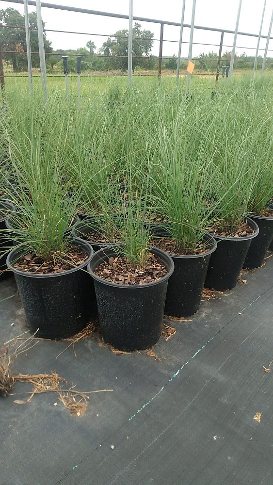 muhlenbergia-capillaris-gulf-coast-muhly-grass-hair-awn-muhly-pink-muhly-grass