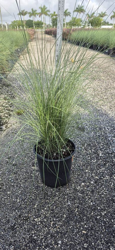 muhlenbergia-capillaris-gulf-coast-muhly-grass-hair-awn-muhly-pink-muhly-grass