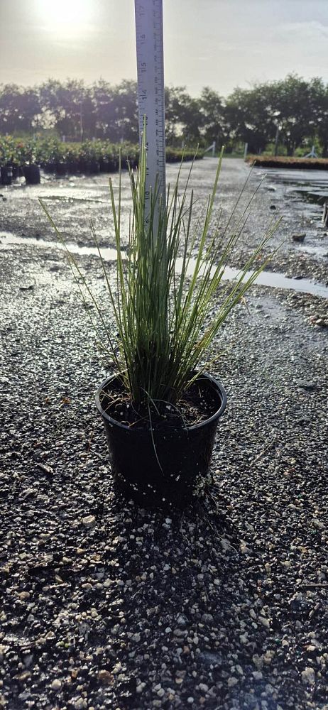 muhlenbergia-capillaris-gulf-coast-muhly-grass-hair-awn-muhly-pink-muhly-grass