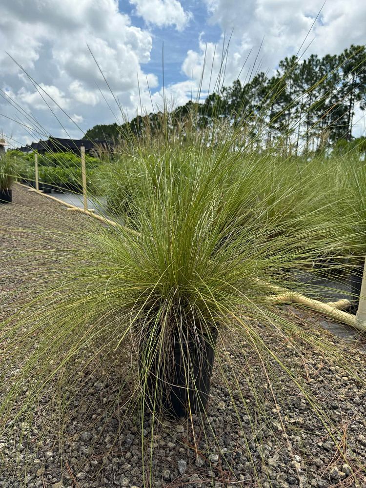 muhlenbergia-capillaris-gulf-coast-muhly-grass-hair-awn-muhly-pink-muhly-grass
