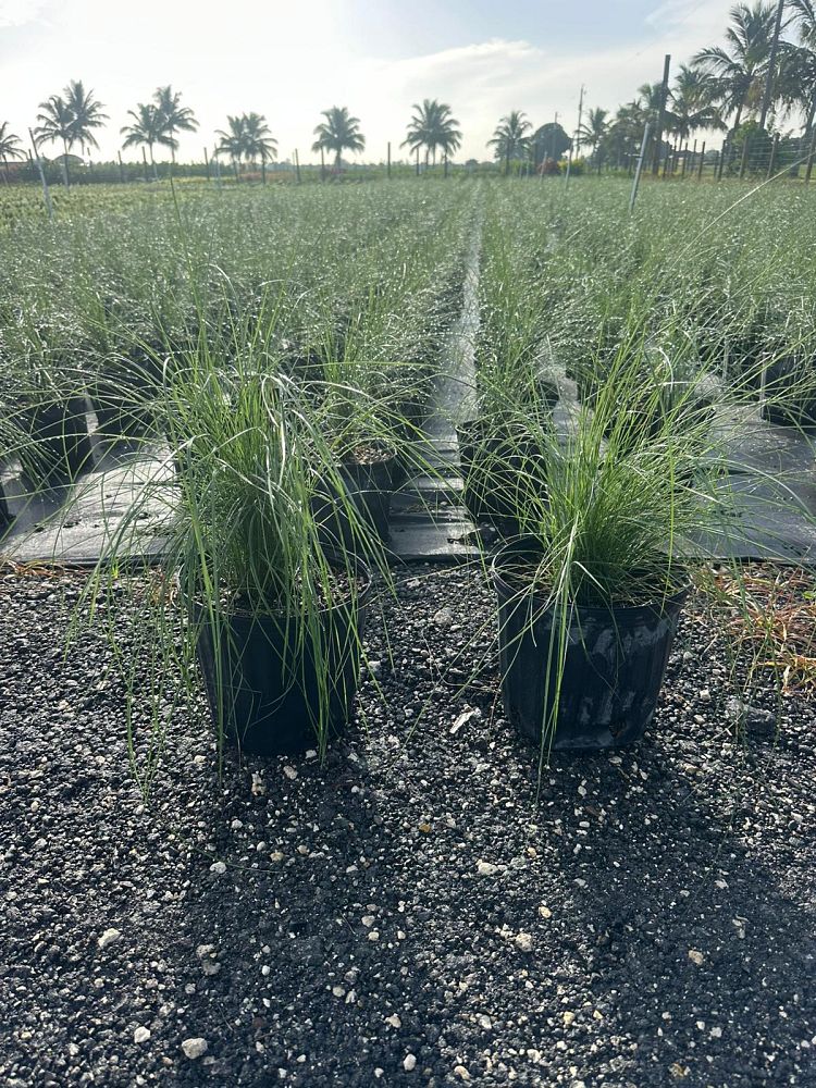 muhlenbergia-capillaris-gulf-coast-muhly-grass-hair-awn-muhly-pink-muhly-grass