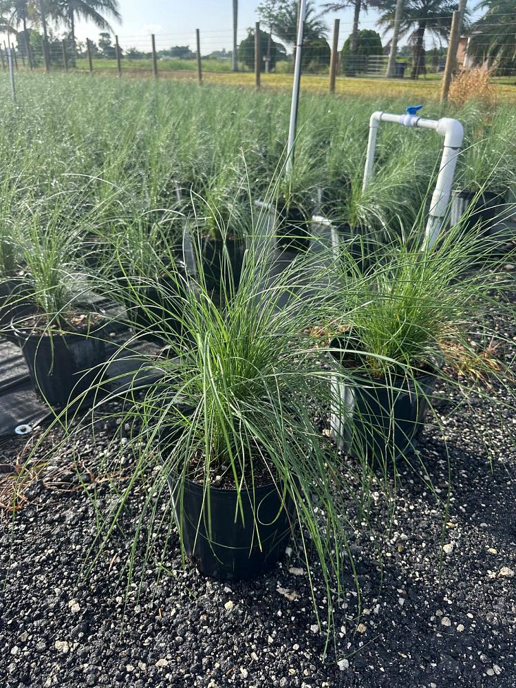 muhlenbergia-capillaris-gulf-coast-muhly-grass-hair-awn-muhly-pink-muhly-grass