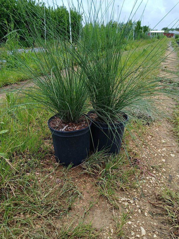 muhlenbergia-capillaris-gulf-coast-muhly-grass-hair-awn-muhly-pink-muhly-grass