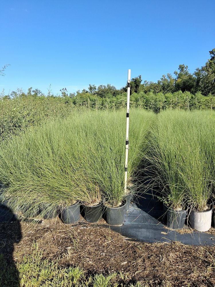 muhlenbergia-capillaris-gulf-coast-muhly-grass-hair-awn-muhly-pink-muhly-grass