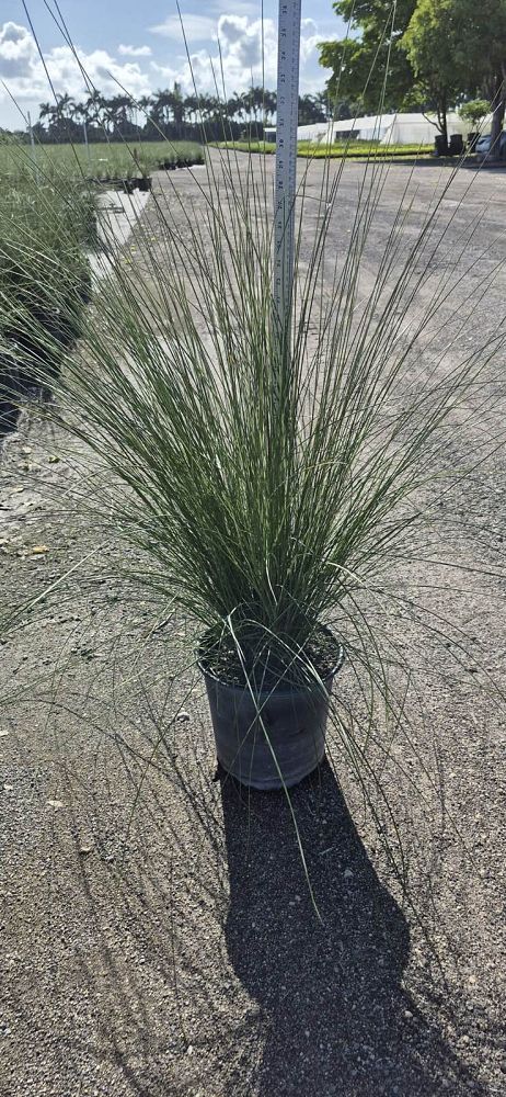 muhlenbergia-capillaris-gulf-coast-muhly-grass-hair-awn-muhly-pink-muhly-grass