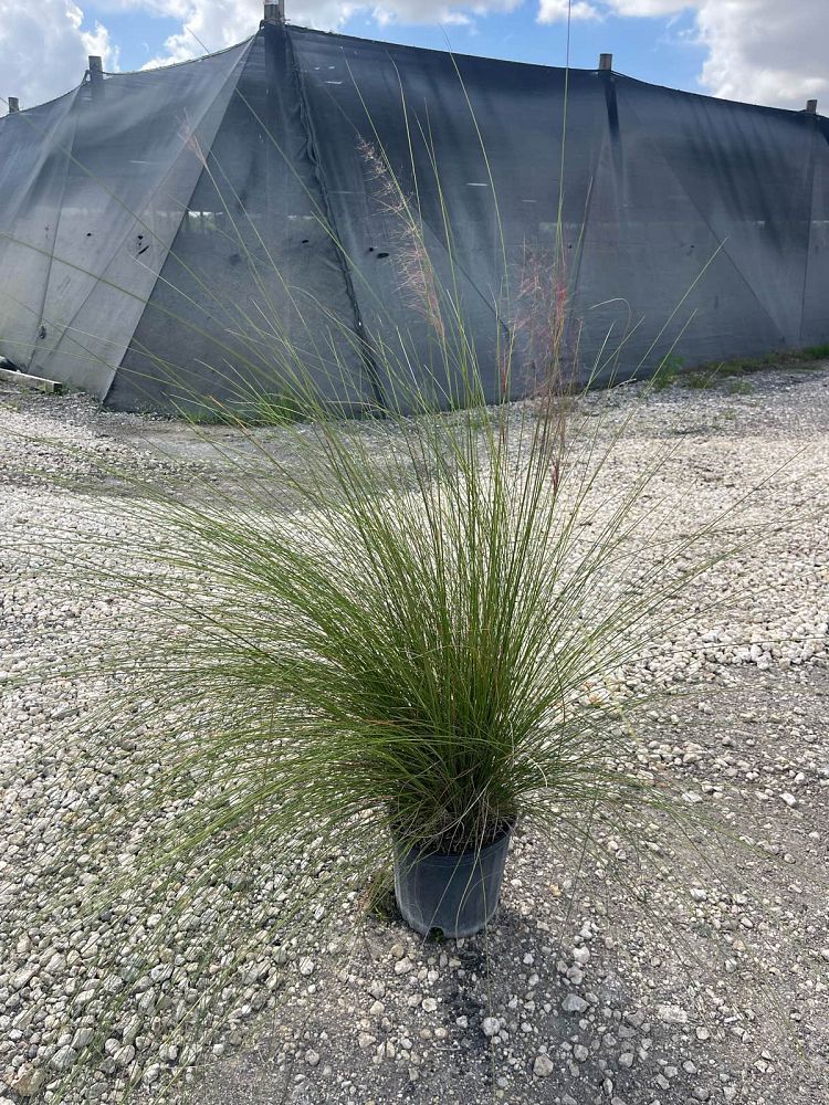 muhlenbergia-capillaris-gulf-coast-muhly-grass-hair-awn-muhly-pink-muhly-grass