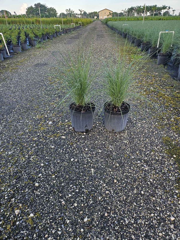 muhlenbergia-capillaris-gulf-coast-muhly-grass-hair-awn-muhly-pink-muhly-grass