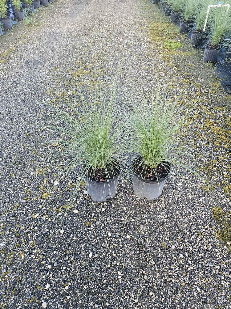 muhlenbergia-capillaris-gulf-coast-muhly-grass-hair-awn-muhly-pink-muhly-grass