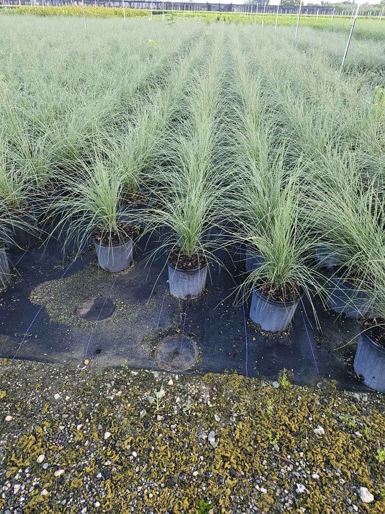 muhlenbergia-capillaris-gulf-coast-muhly-grass-hair-awn-muhly-pink-muhly-grass