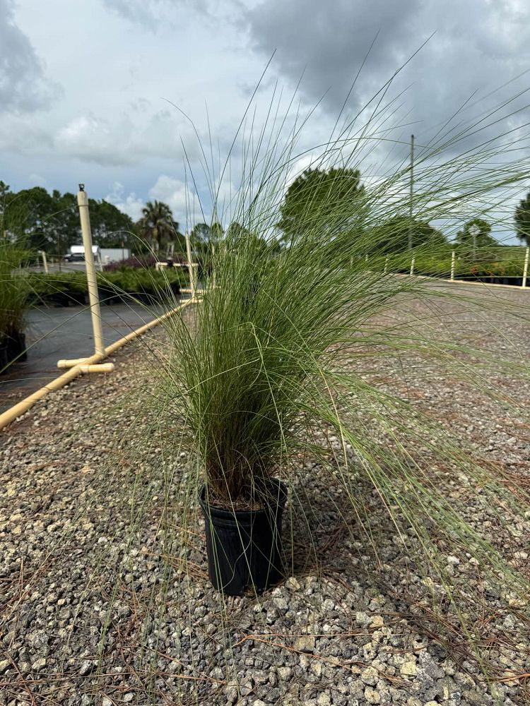 muhlenbergia-capillaris-gulf-coast-muhly-grass-hair-awn-muhly-pink-muhly-grass