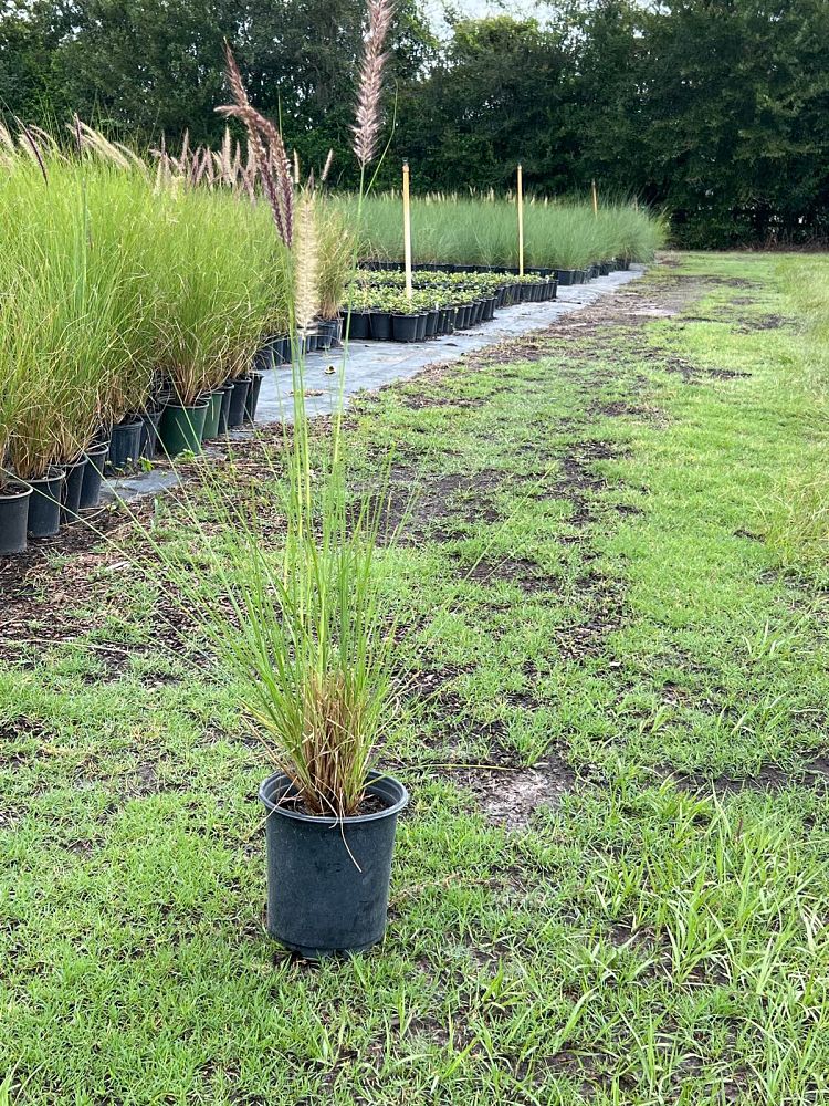 muhlenbergia-capillaris-gulf-coast-muhly-grass-hair-awn-muhly-pink-muhly-grass