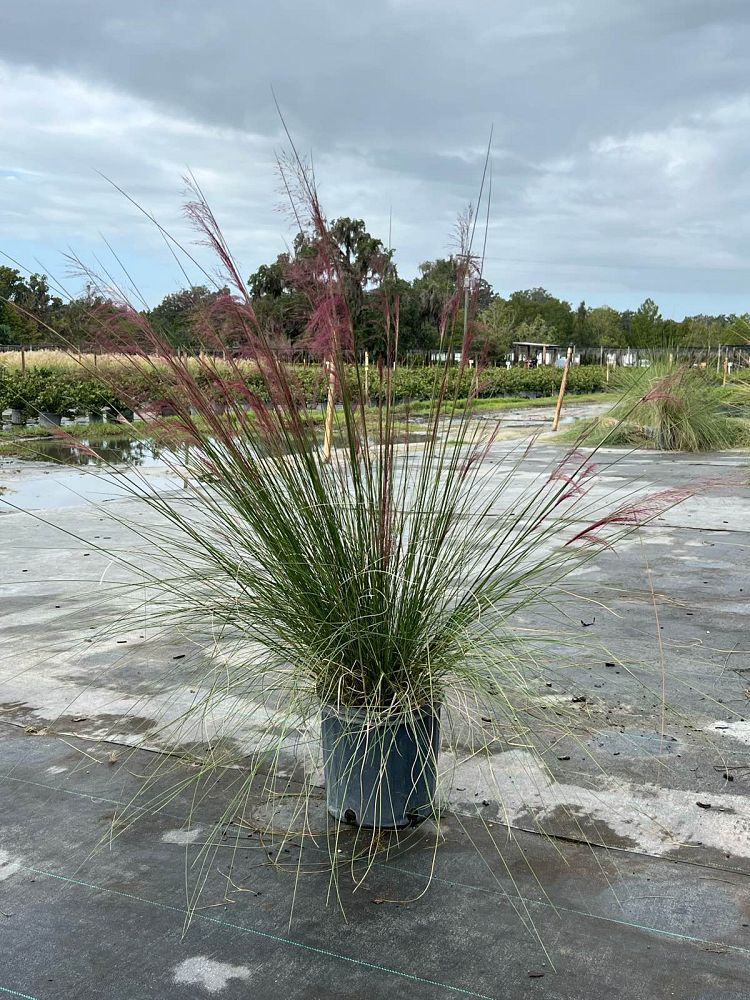 muhlenbergia-capillaris-gulf-coast-muhly-grass-hair-awn-muhly-pink-muhly-grass