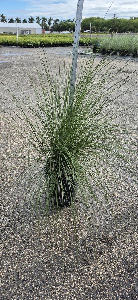 muhlenbergia-capillaris-gulf-coast-muhly-grass-hair-awn-muhly-pink-muhly-grass
