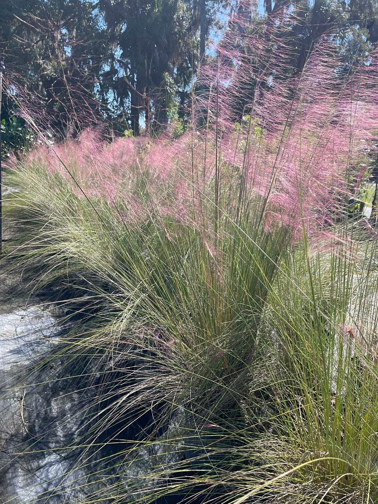 muhlenbergia-capillaris-gulf-coast-muhly-grass-hair-awn-muhly-pink-muhly-grass