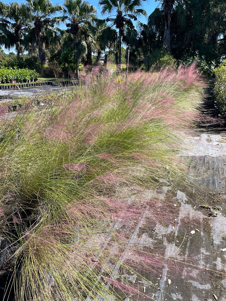 muhlenbergia-capillaris-gulf-coast-muhly-grass-hair-awn-muhly-pink-muhly-grass