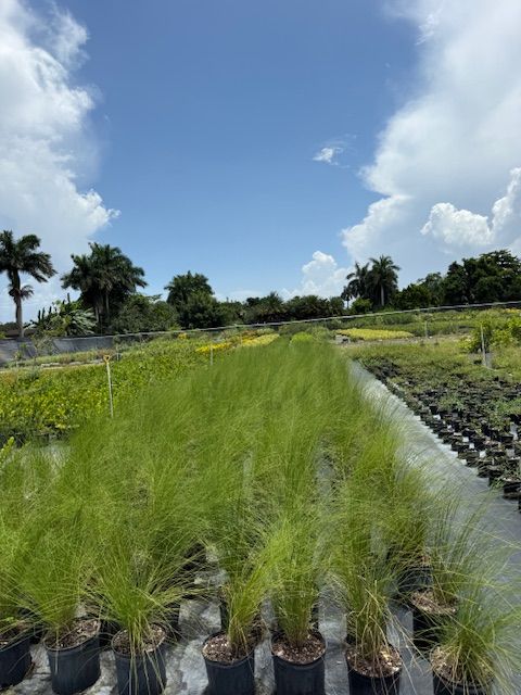 muhlenbergia-capillaris-gulf-coast-muhly-grass-hair-awn-muhly-pink-muhly-grass