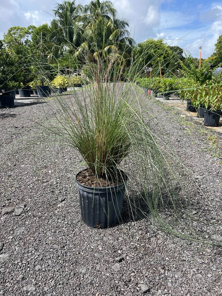 muhlenbergia-capillaris-gulf-coast-muhly-grass-hair-awn-muhly-pink-muhly-grass
