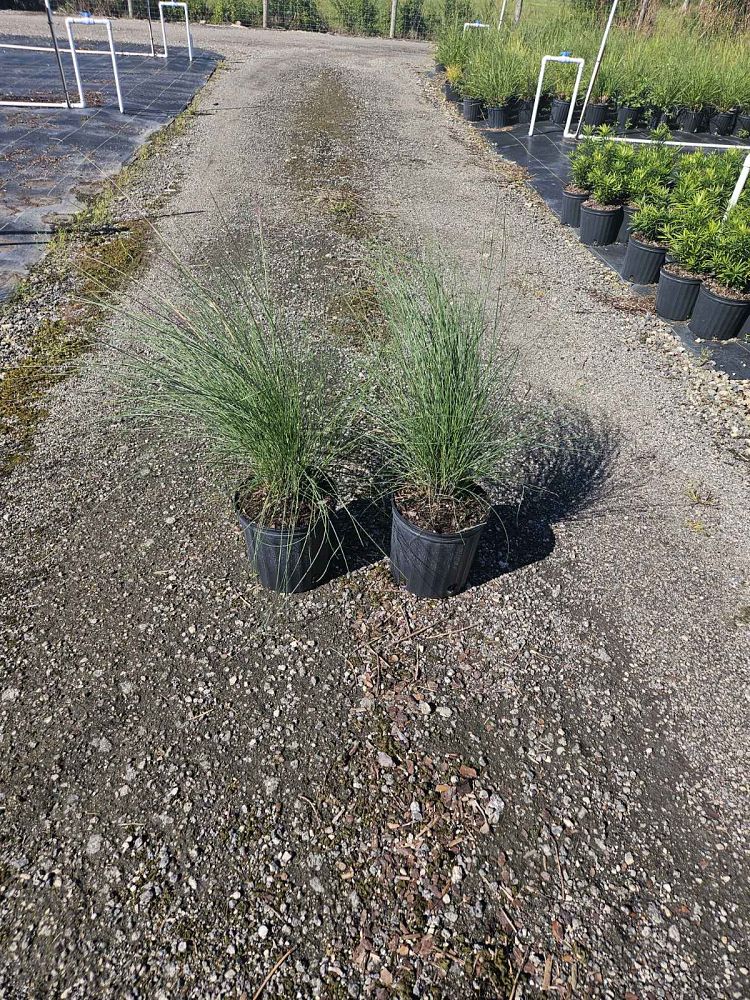 muhlenbergia-capillaris-gulf-coast-muhly-grass-hair-awn-muhly-pink-muhly-grass