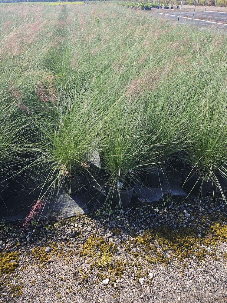 muhlenbergia-capillaris-gulf-coast-muhly-grass-hair-awn-muhly-pink-muhly-grass