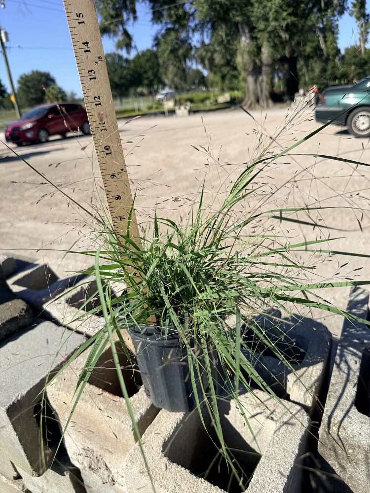 muhlenbergia-capillaris-gulf-coast-muhly-grass-hair-awn-muhly-pink-muhly-grass