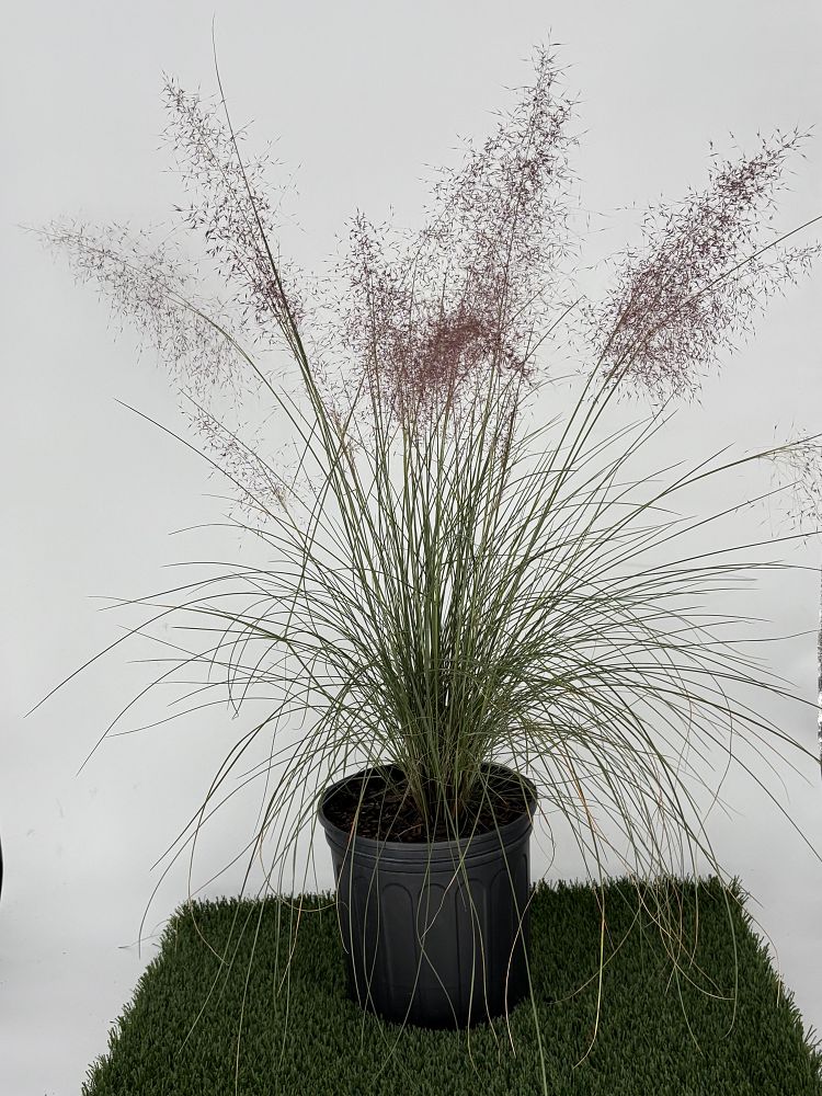 muhlenbergia-capillaris-gulf-coast-muhly-grass-hair-awn-muhly-pink-muhly-grass