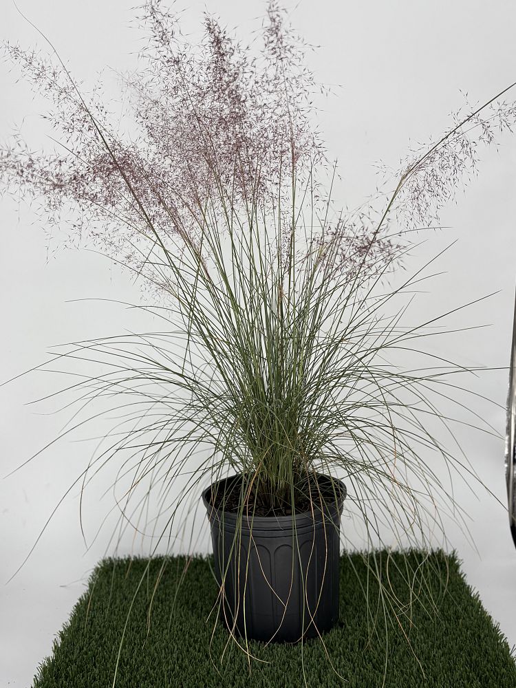 muhlenbergia-capillaris-gulf-coast-muhly-grass-hair-awn-muhly-pink-muhly-grass