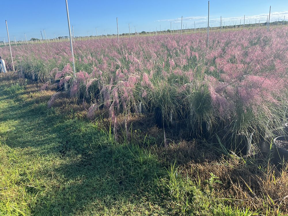 muhlenbergia-capillaris-gulf-coast-muhly-grass-hair-awn-muhly-pink-muhly-grass