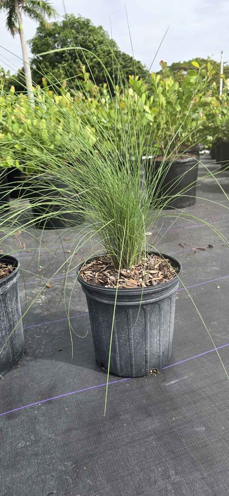 muhlenbergia-capillaris-gulf-coast-muhly-grass-hair-awn-muhly-pink-muhly-grass