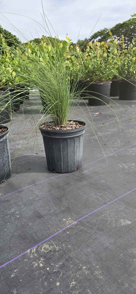 muhlenbergia-capillaris-gulf-coast-muhly-grass-hair-awn-muhly-pink-muhly-grass