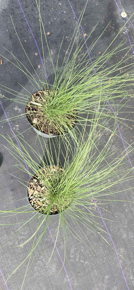 muhlenbergia-capillaris-gulf-coast-muhly-grass-hair-awn-muhly-pink-muhly-grass